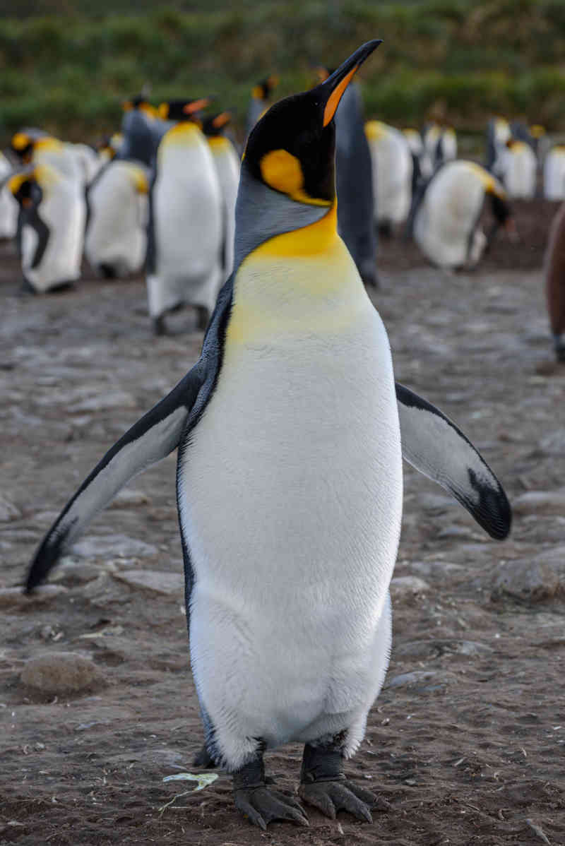Pingüino Rey - islas Georgias del Sur 026.jpg